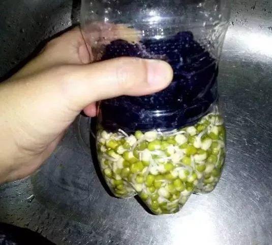 泡豆芽怎么泡的（教你自家泡发豆芽）