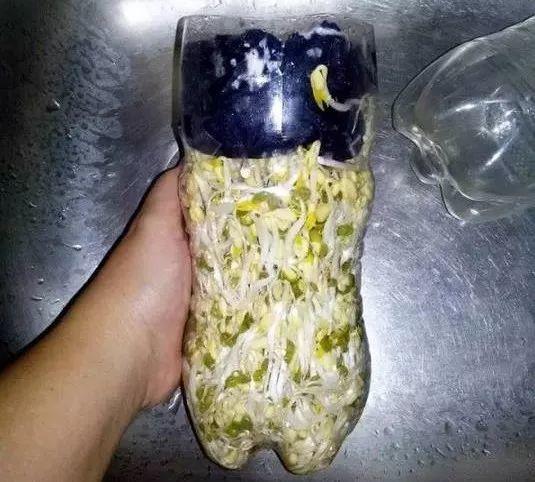 泡豆芽怎么泡的（教你自家泡发豆芽）