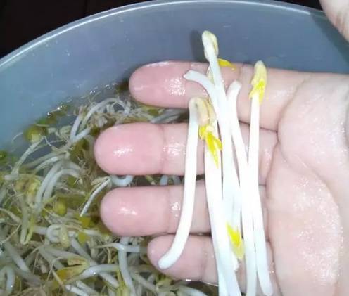 泡豆芽怎么泡的（教你自家泡发豆芽）