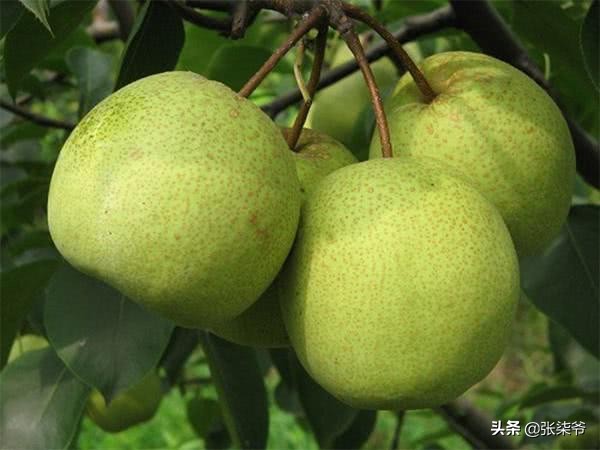 孔融让梨的寓意是什么（孔融让梨的意思和道理）