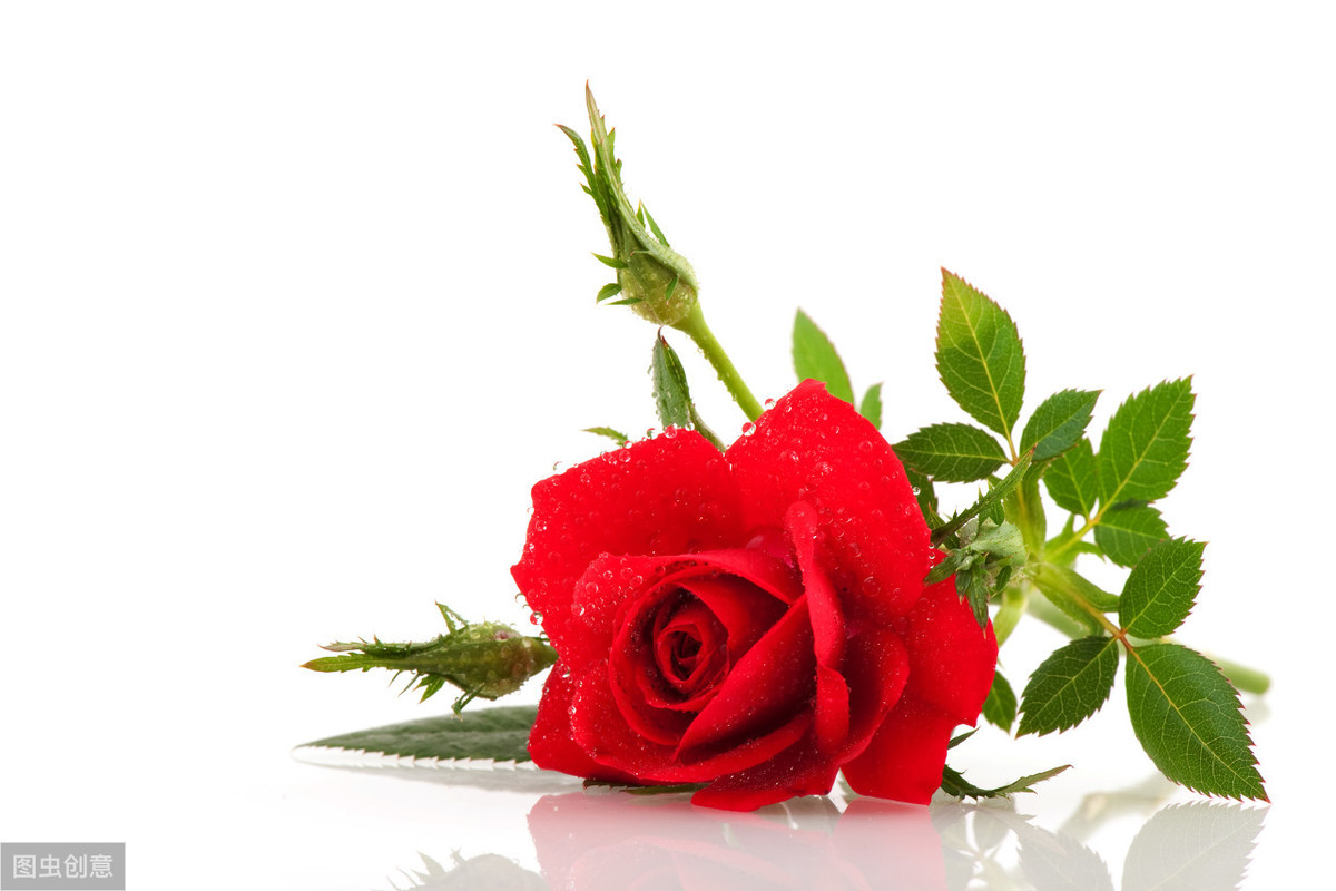 讽刺爱情的经典句子（特别讽刺的情感语录）