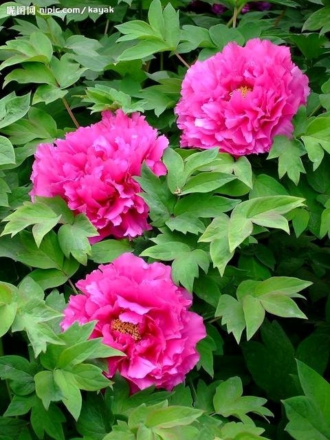 花开富贵下一句是什么（花开富贵竹报岁平安对联横批）