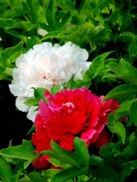 花开富贵下一句是什么（花开富贵竹报岁平安对联横批）