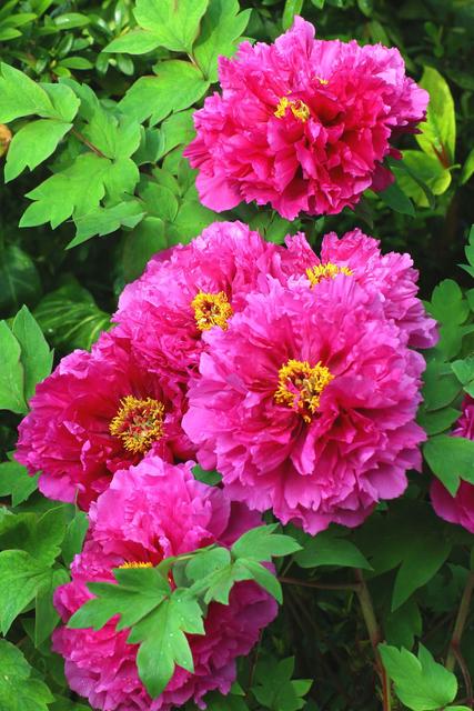 花开富贵下一句是什么（花开富贵竹报岁平安对联横批）