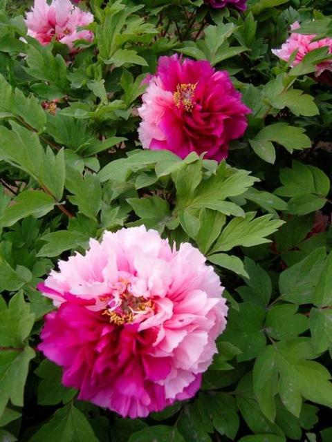 花开富贵下一句是什么（花开富贵竹报岁平安对联横批）