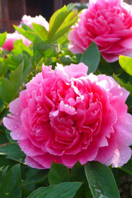 花开富贵下一句是什么（花开富贵竹报岁平安对联横批）