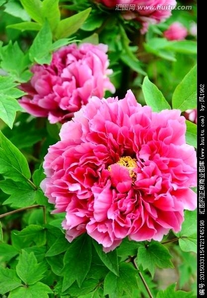 花开富贵下一句是什么（花开富贵竹报岁平安对联横批）