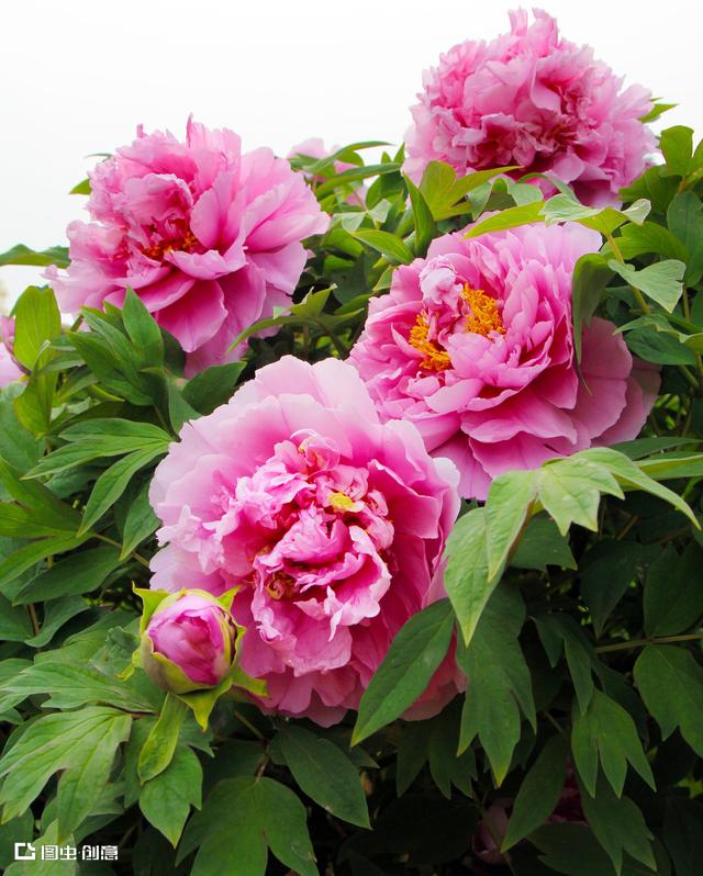 花开富贵下一句是什么（花开富贵竹报岁平安对联横批）