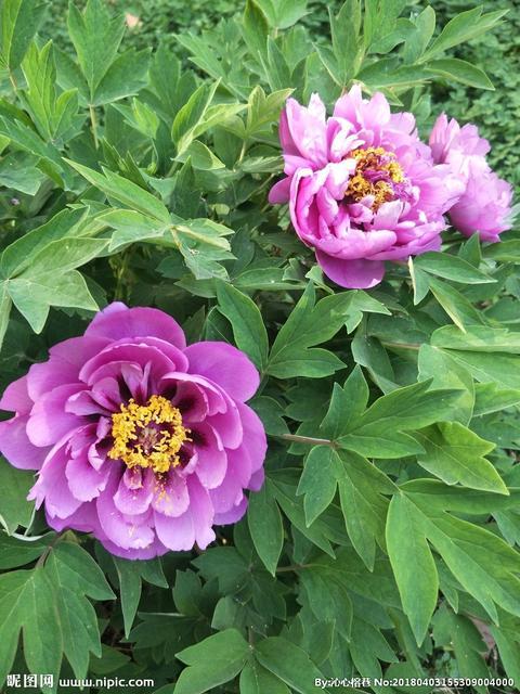 花开富贵下一句是什么（花开富贵竹报岁平安对联横批）