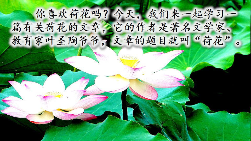 荷花课文三年级教案（《荷花》原文及教案）