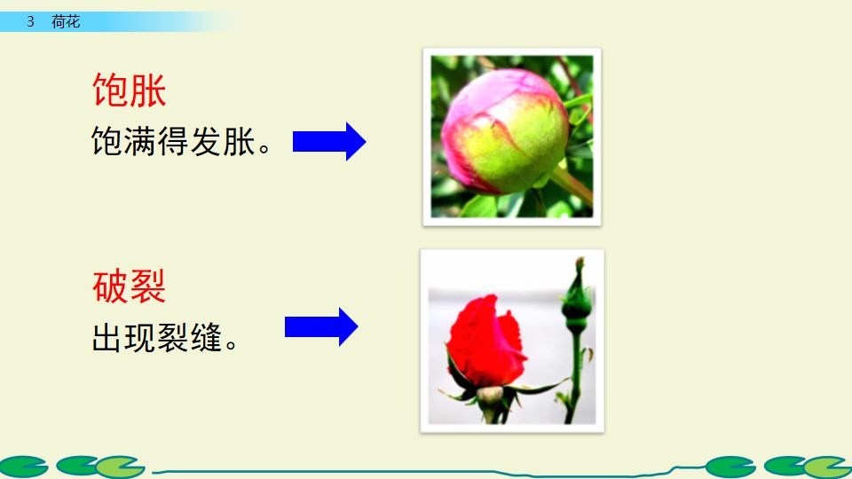 荷花课文三年级教案（《荷花》原文及教案）