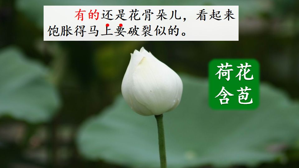 荷花课文三年级教案（《荷花》原文及教案）