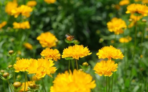 立冬诗句古诗大全（立冬的优美诗词）