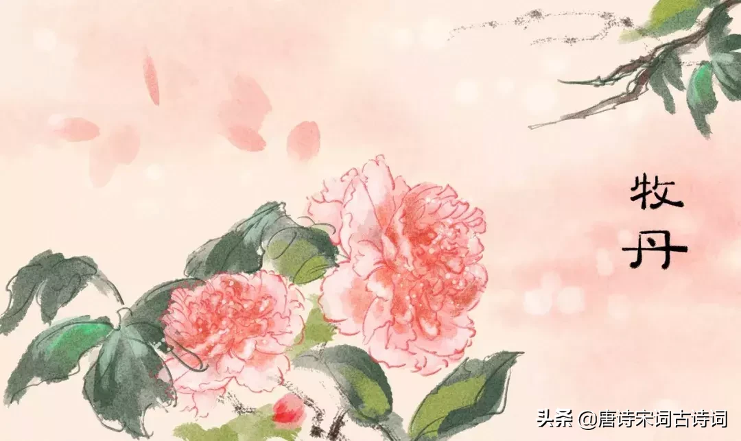 牡丹诗句经典名句（赞美牡丹的经典诗句）