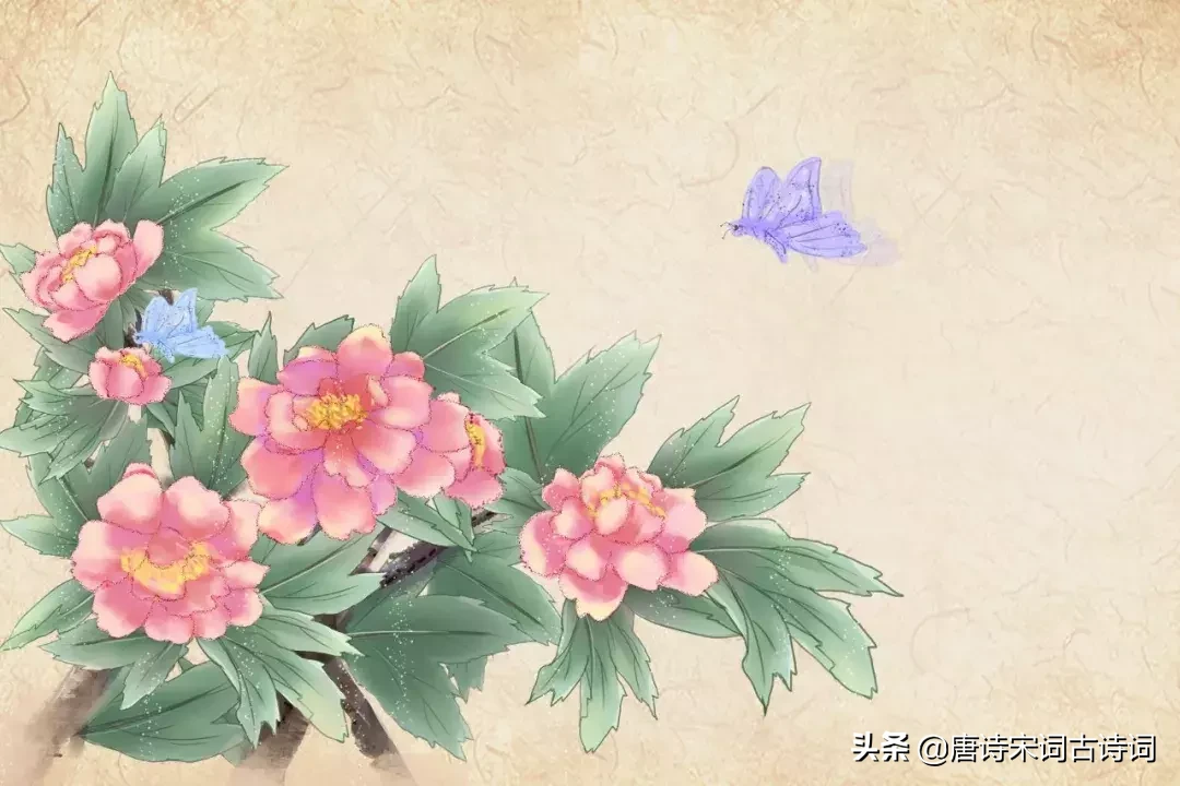 牡丹诗句经典名句（赞美牡丹的经典诗句）