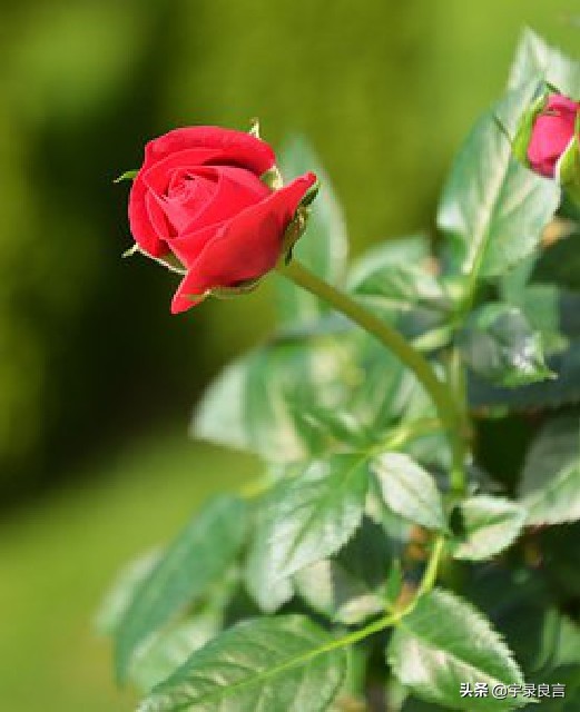 简短幸福句子有什么（释放天性的句子）