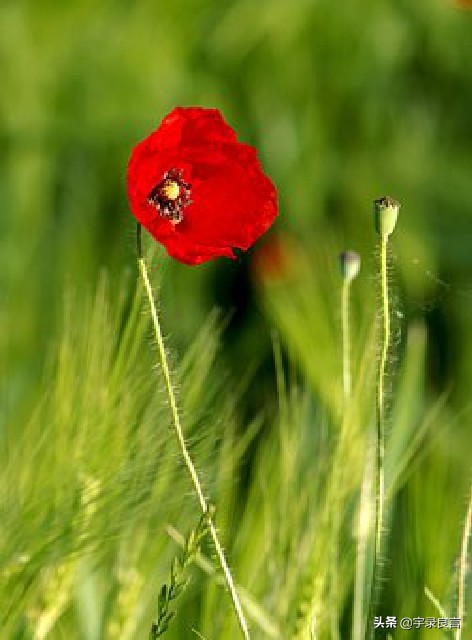 简短幸福句子有什么（释放天性的句子）