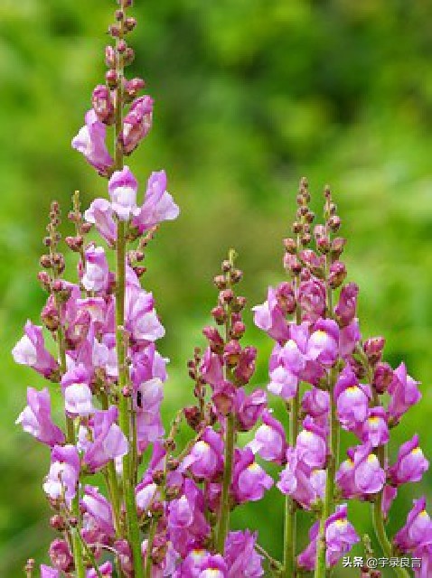 简短幸福句子有什么（释放天性的句子）