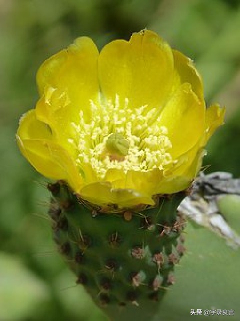 简短幸福句子有什么（释放天性的句子）