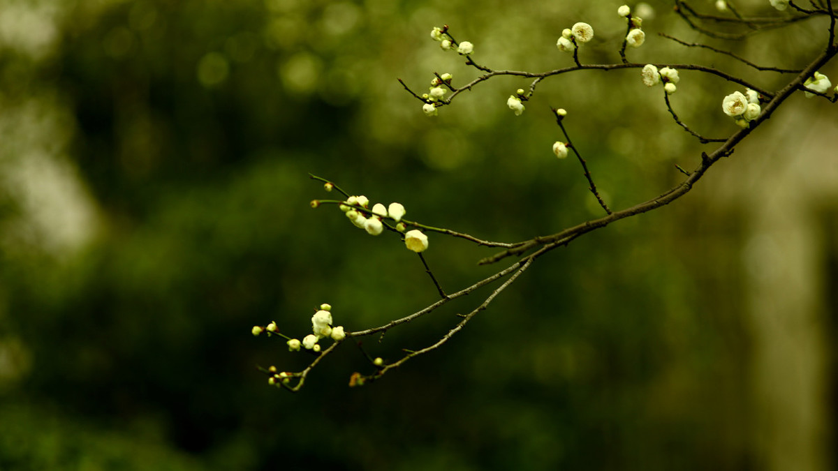 杂诗七首其一曹植朗读（杂诗七首全部古诗）
