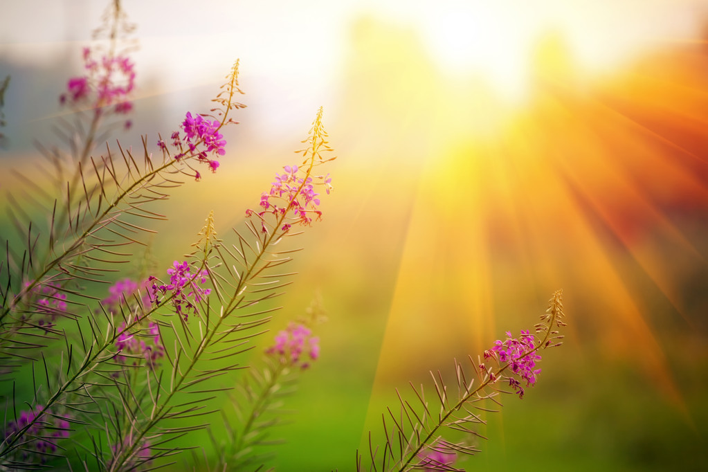 杂诗七首其一曹植朗读（杂诗七首全部古诗）