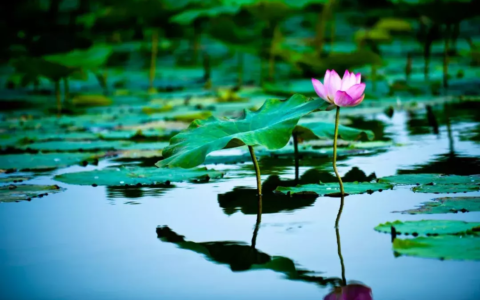 六字诗句唯美古风（六言绝句巅峰之作）