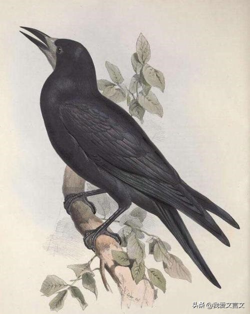 乌鸦喜谀原文及翻译（乌鸦喜谀文言文赏析）