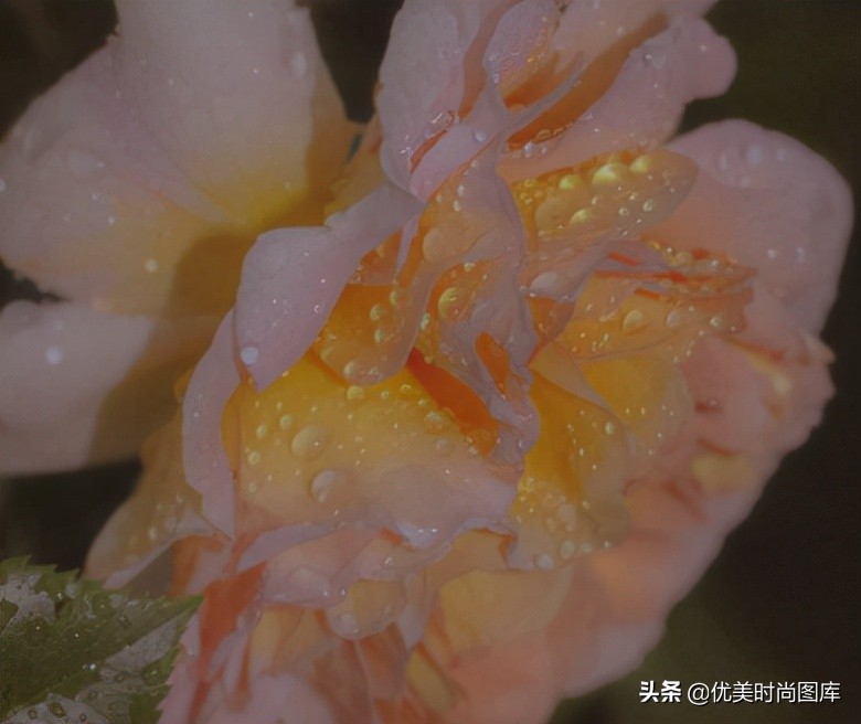 形容胖的句子经典（夸胖子的精辟句子）