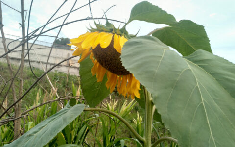 向日葵描写外形的句子（描写向日葵的优美段落外貌）