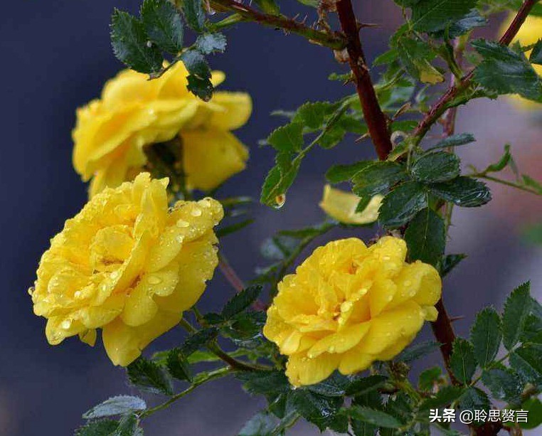 生日诗词大全唯美句子（精选这42首祝福古诗）