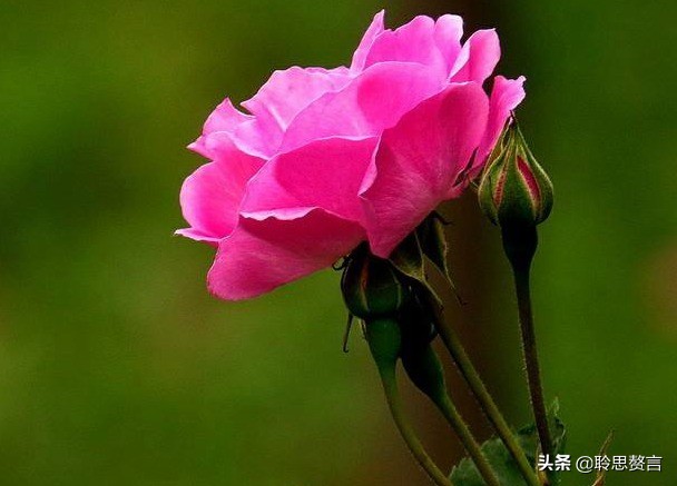 生日诗词大全唯美句子（精选这42首祝福古诗）