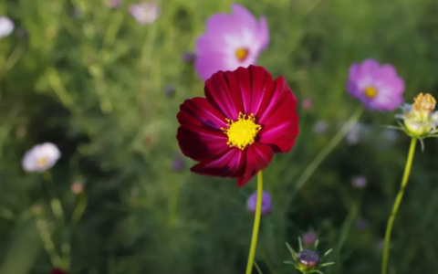 赞美妈妈的诗句有哪些（10首赞美母亲的诗句）