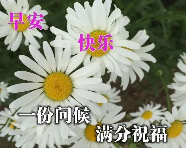 祝自己好运的句子（带来好运和福气的诗句）