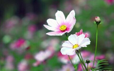 歌颂母爱的句子唯美（10句赞美母亲的话）