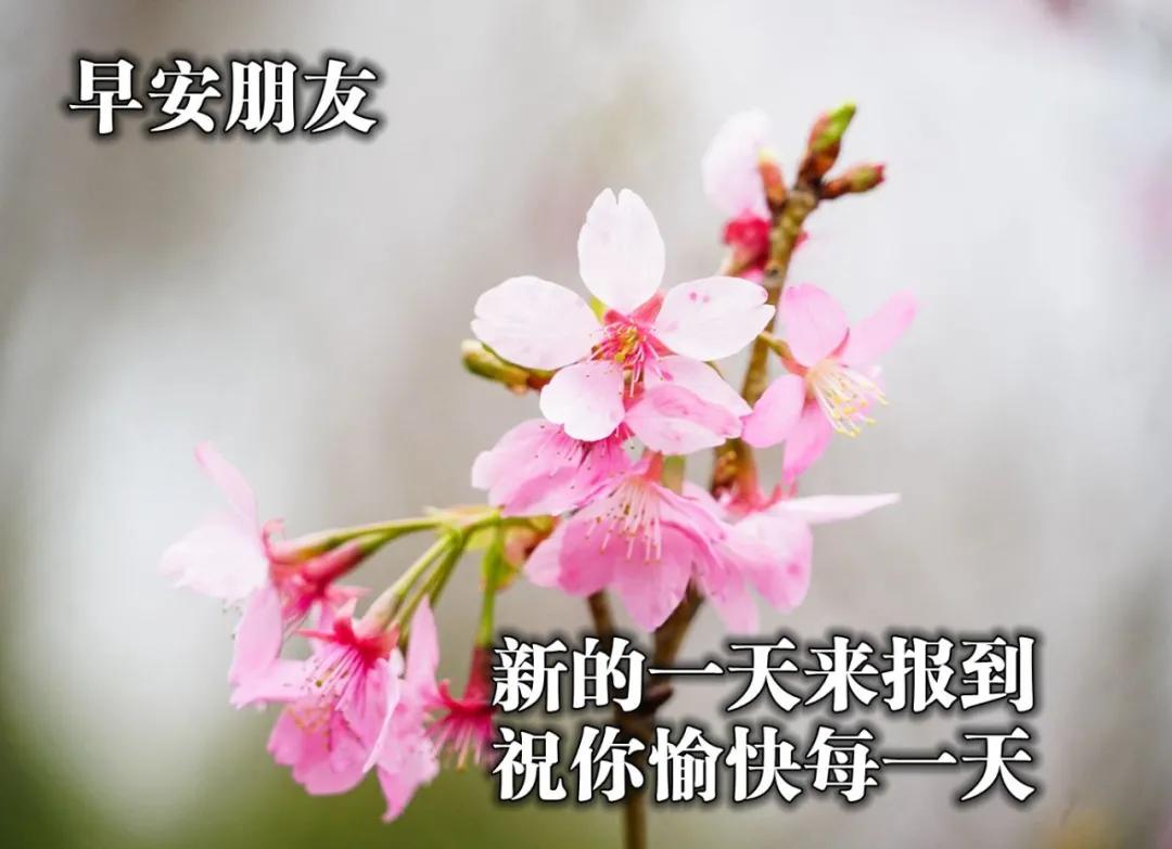 赞美友情的唯美句子发朋友圈（赞美友谊的话简短）