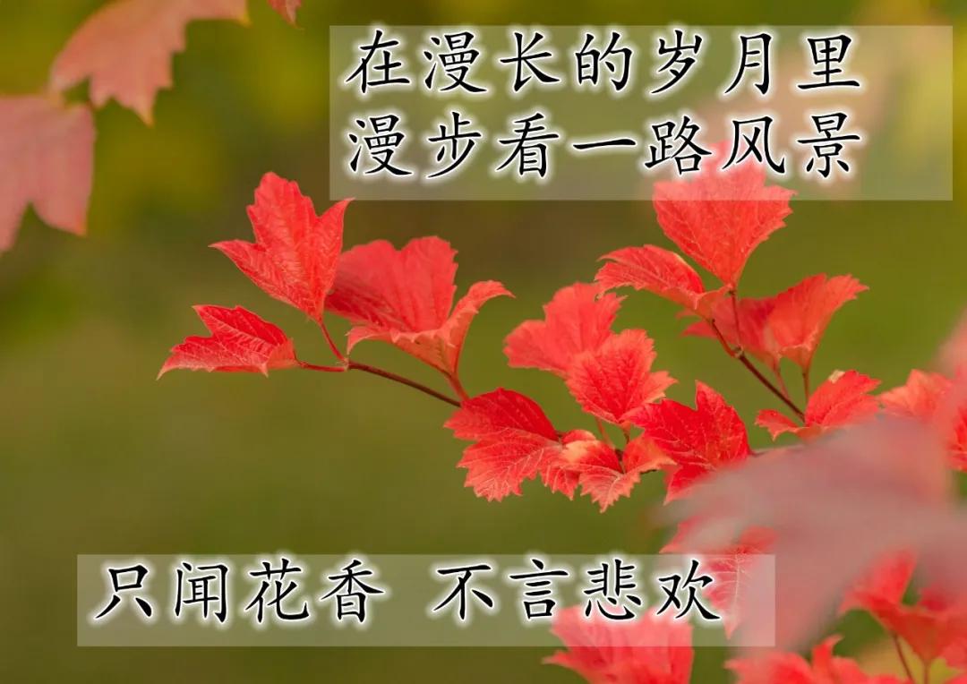 赞美友情的唯美句子发朋友圈（赞美友谊的话简短）