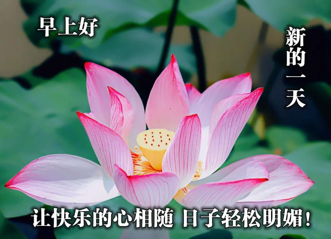 赞美友情的唯美句子发朋友圈（赞美友谊的话简短）