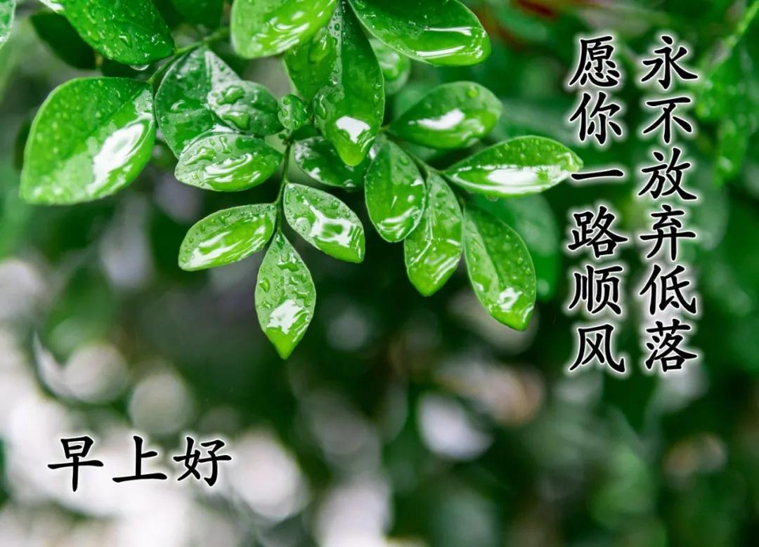 赞美友情的唯美句子发朋友圈（赞美友谊的话简短）
