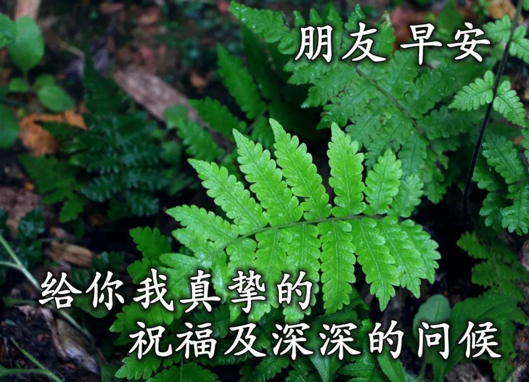 赞美友情的唯美句子发朋友圈（赞美友谊的话简短）