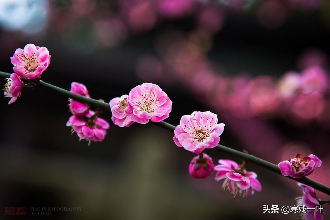杭州西湖美景介绍（杭州西湖十大著名景点 ）