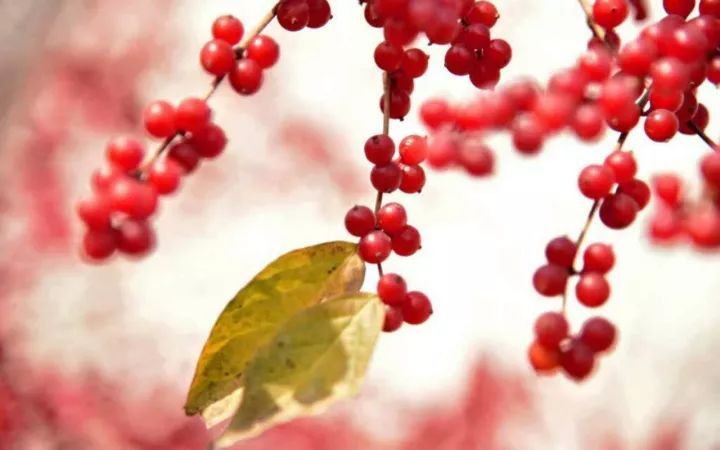 关于红豆的诗句古诗词（表达红豆寄相思的诗句）