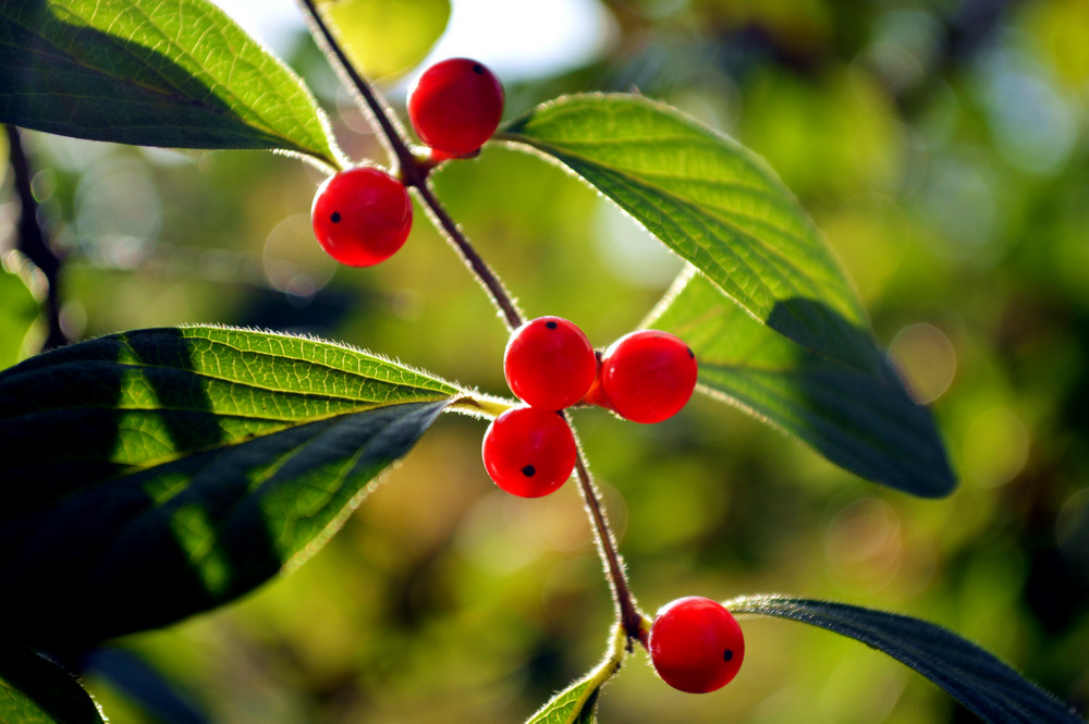 关于红豆的诗句古诗词（表达红豆寄相思的诗句）