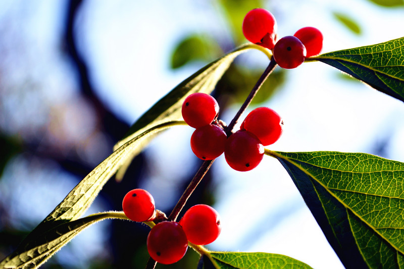 关于红豆的诗句古诗词（表达红豆寄相思的诗句）