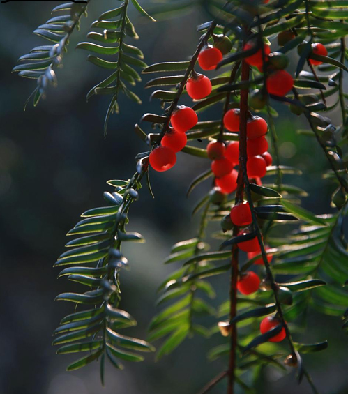 关于红豆的诗句古诗词（表达红豆寄相思的诗句）