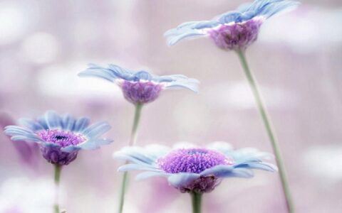 儿子是妈妈的小情人的简短说说（朋友圈晒小情人的短句）