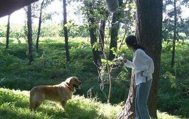 讽刺人是狗的句子（讽刺人不如狗的经典语录）