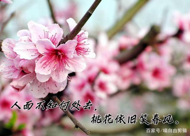 静心的句子诗词（静心做好自己的古诗词）