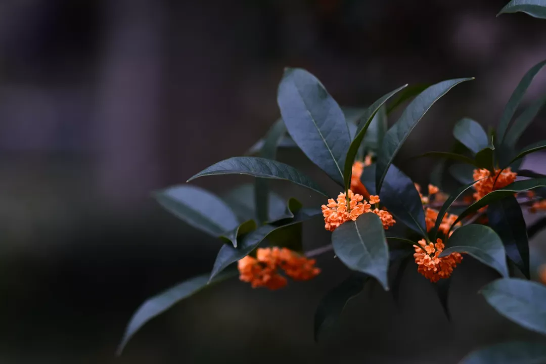 形容桂花香的优美句子（与桂花有关的句子）
