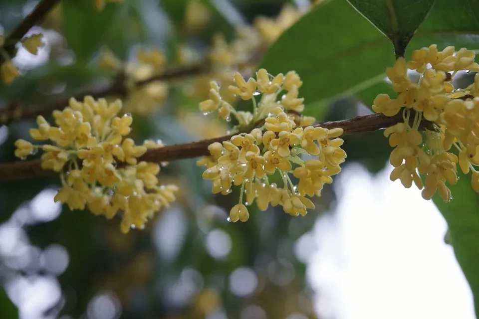 形容桂花香的优美句子（与桂花有关的句子）
