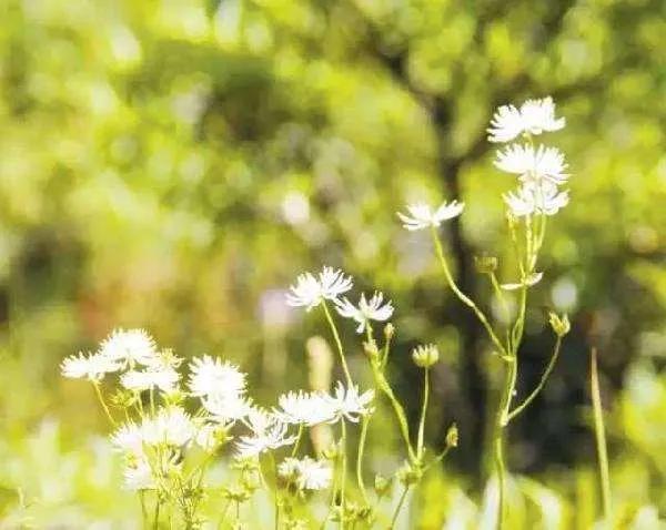 发现美好的句子唯美（致生活中的小美好句子）